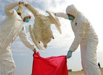 The first dog died of bird flu