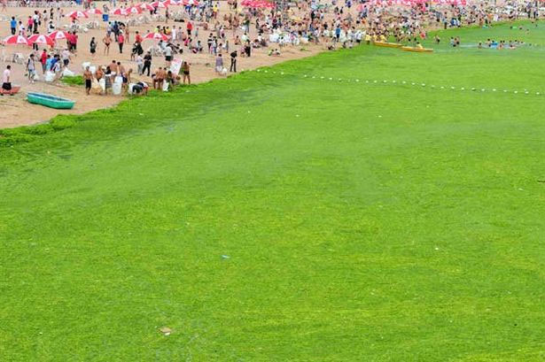 The first factory produced fuel from algae