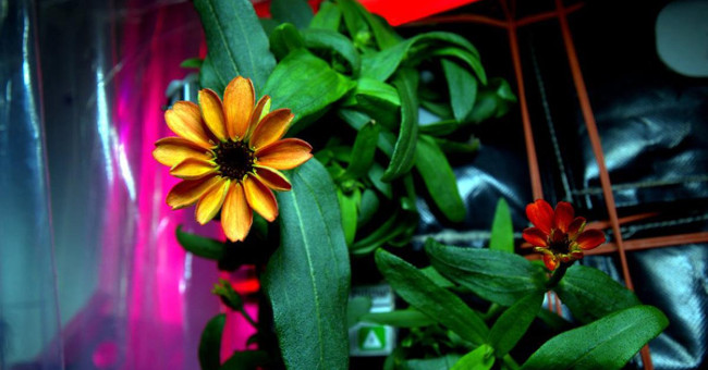 The first flower blooms out of the earth