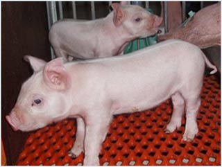 The first fourth generation cloned pig in the world