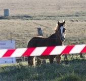 The first horse infected with the deadly virus Lyssa