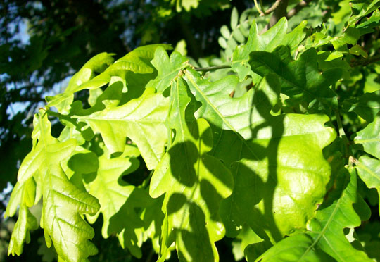 The first machine simulates plant life