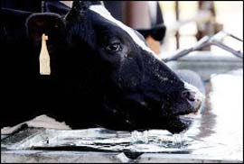 The first 'magic' cow in the world: Produces skinny milk
