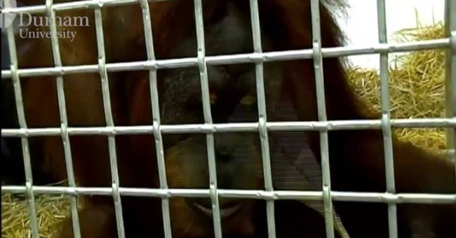 The first orangutan in the world nearly learned how to speak human language