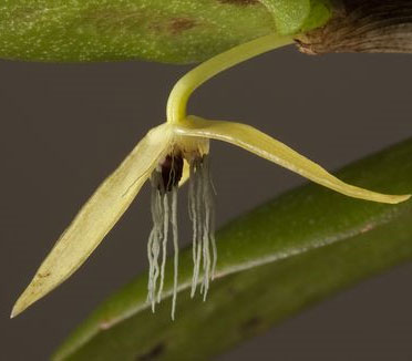 The first orchid blooms at night