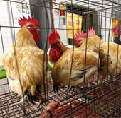 The first patient in the world died of H5N6 flu