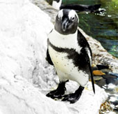 The first penguin bears Vietnamese nationality
