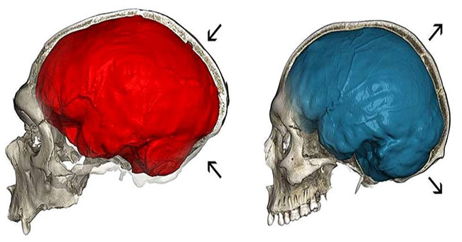 The first people are slightly squashed by the genetic genes of Neanderthals