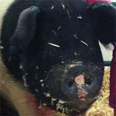 The first pig got rid of blood cancer