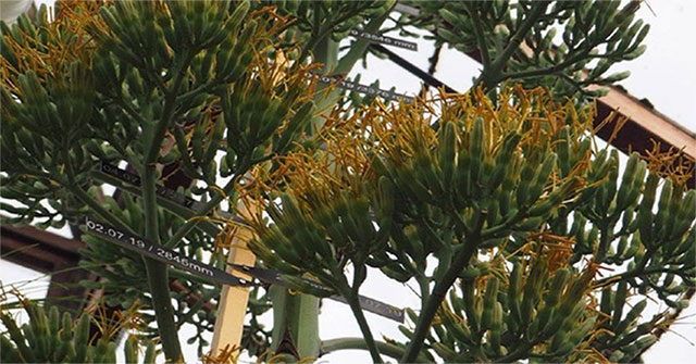 The first plant bloomed after 57 years