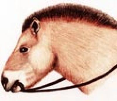 The first purebred horses were closed and milking
