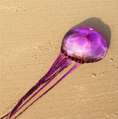 The first purple jellyfish on the planet