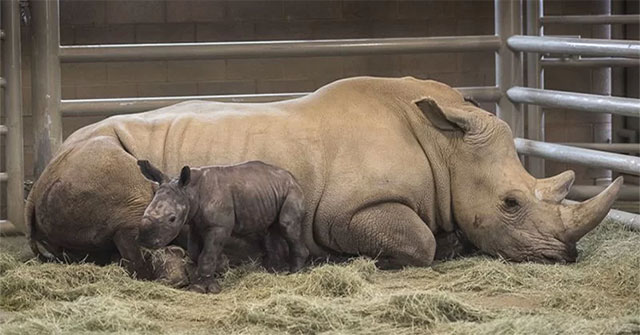 The first southern white rhinoceros was born by IVF
