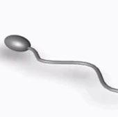 The first sperm based robot