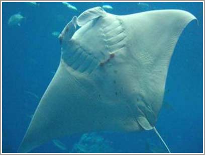 The first stingray was born in captivity