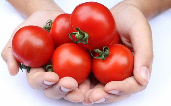 The first successful decoding of the tomato genome