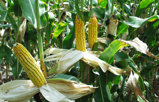 The first successful test of hybrid maize variety NV1