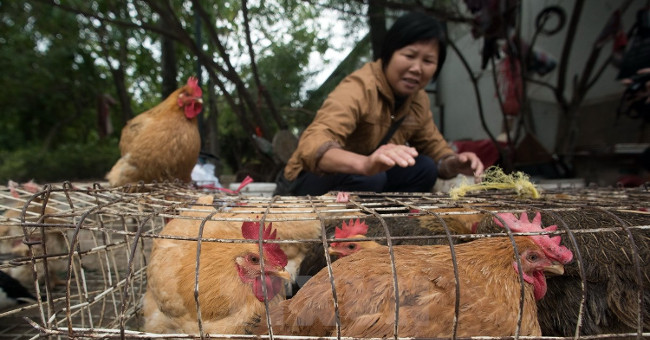The first Taiwanese patient died of influenza H7N9 infection