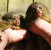 The first three births of the world's smallest monkey