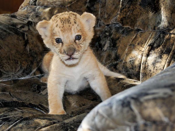 The first tiger lion gave birth in Russia