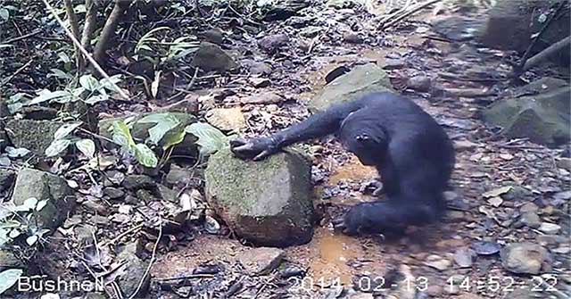The first time chimpanzees catch crabs to eat in the wild