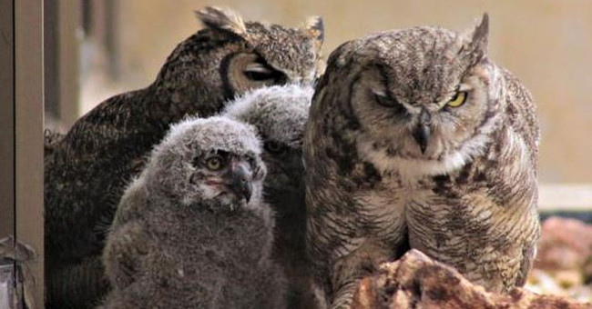 The first time polygamy was discovered in the big horned owl