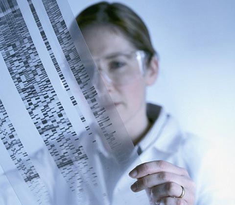 The first time the animal gene was successfully modified