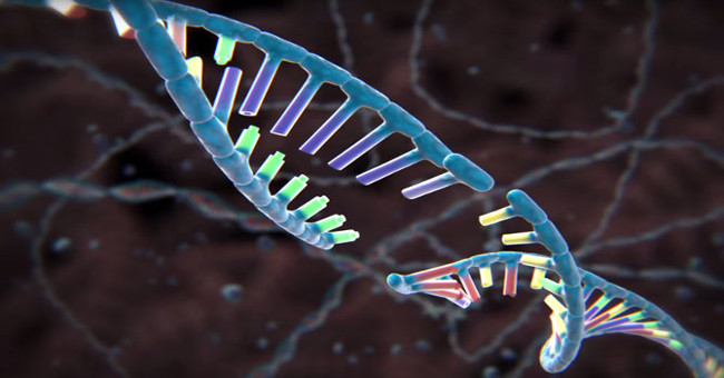 The first time the CRISPR gene editing process is back