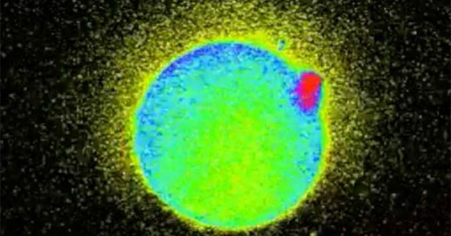 The first time the zinc beam was shot at the time the sperm touched the egg