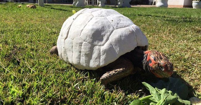 The first turtle to go down in history with a shell was created from a 3D printer