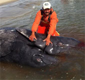 The first two gray whales were discovered