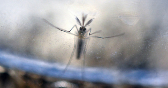 The first two people infected with Zika virus due to homosexual relationships