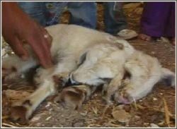 The first two sheep were born in Palestine