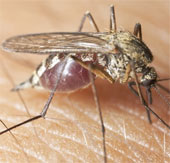 The first vaccine against malaria loses its effectiveness after 4 years of injection
