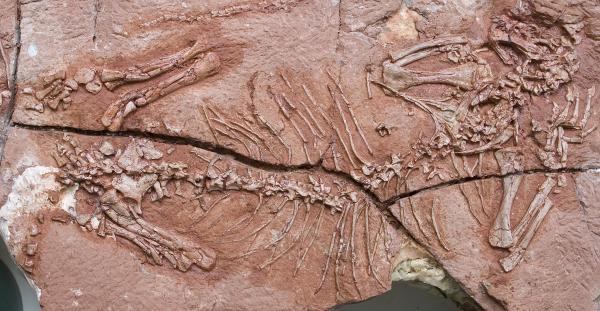 The first vertebrate live on trees