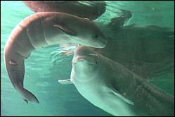 The first whale was born in captivity
