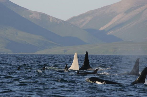 The first white killer whale was discovered