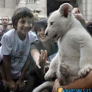 The first white lion in South America