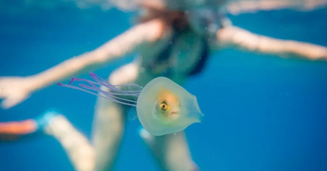 The fish came into me with jellyfish to ride