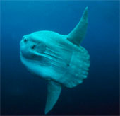 The fish community is forgotten in the deep sea