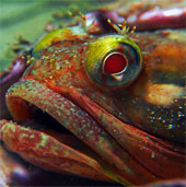 The fish fight to fight to win