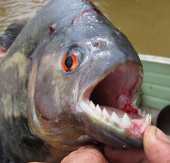 The fish has a champion hit