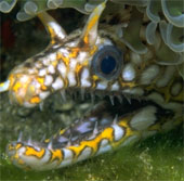 The fish has two teeth