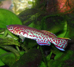 The fish is genetically modified for the Gulf of Mexico oil spill
