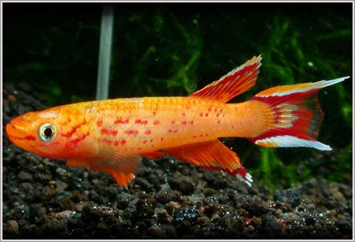 The fish is
