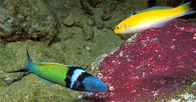 The fish only takes 20 days to transform from the male wall