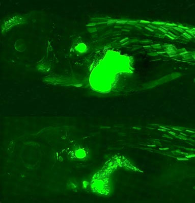 The fish spotted 'ghostly green light'
