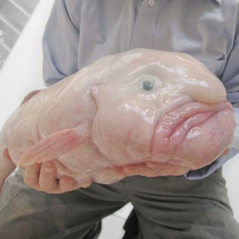 The fish that was voted as the standard of evil