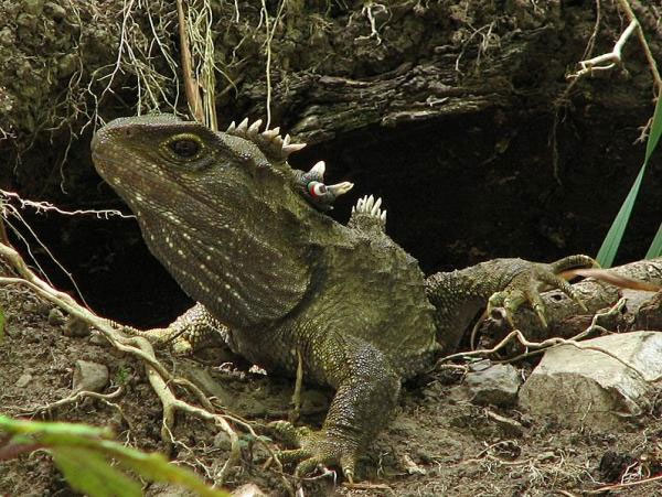 The five largest reptiles on earth are alive