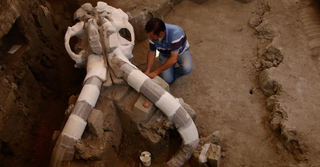 The five-year-old fossil mammoth fossil weighs 10 tons in Mexico